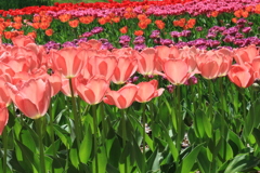 春を競う 春を競う