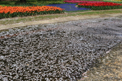 花筏 花筏