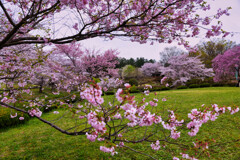 桜の園