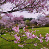 桜の園