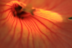 花たちの夏７