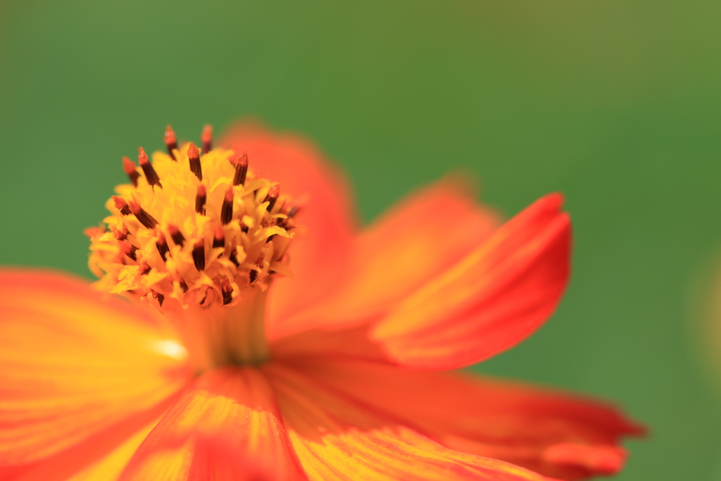 猛暑の花たち１