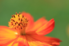 猛暑の花たち１
