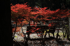 昼下がりの公園