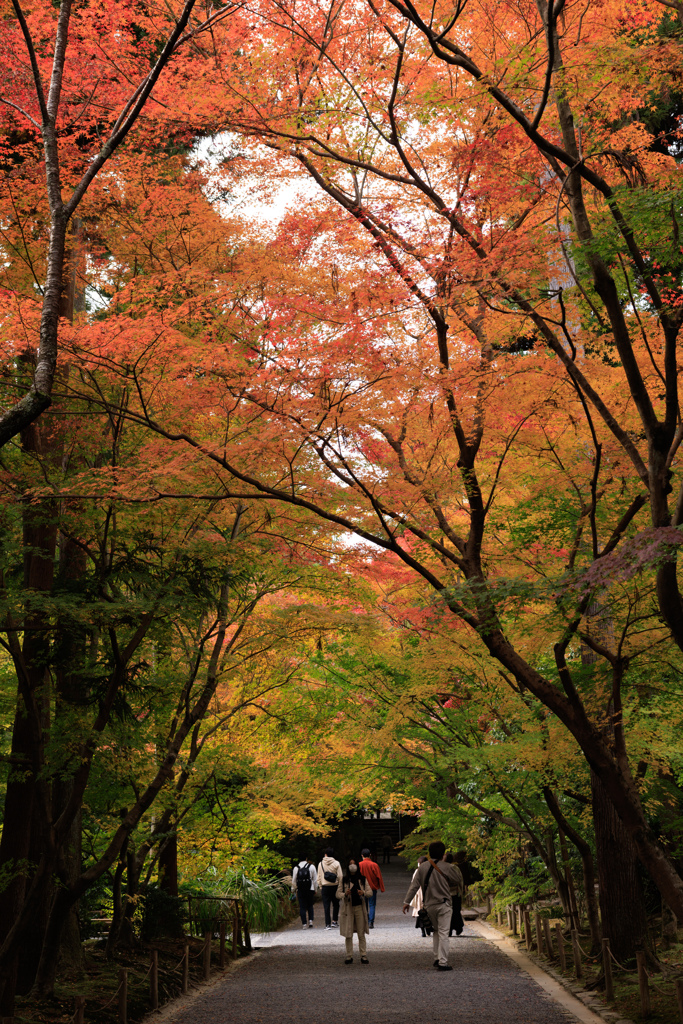 【フォトログ】京都・龍安寺-3