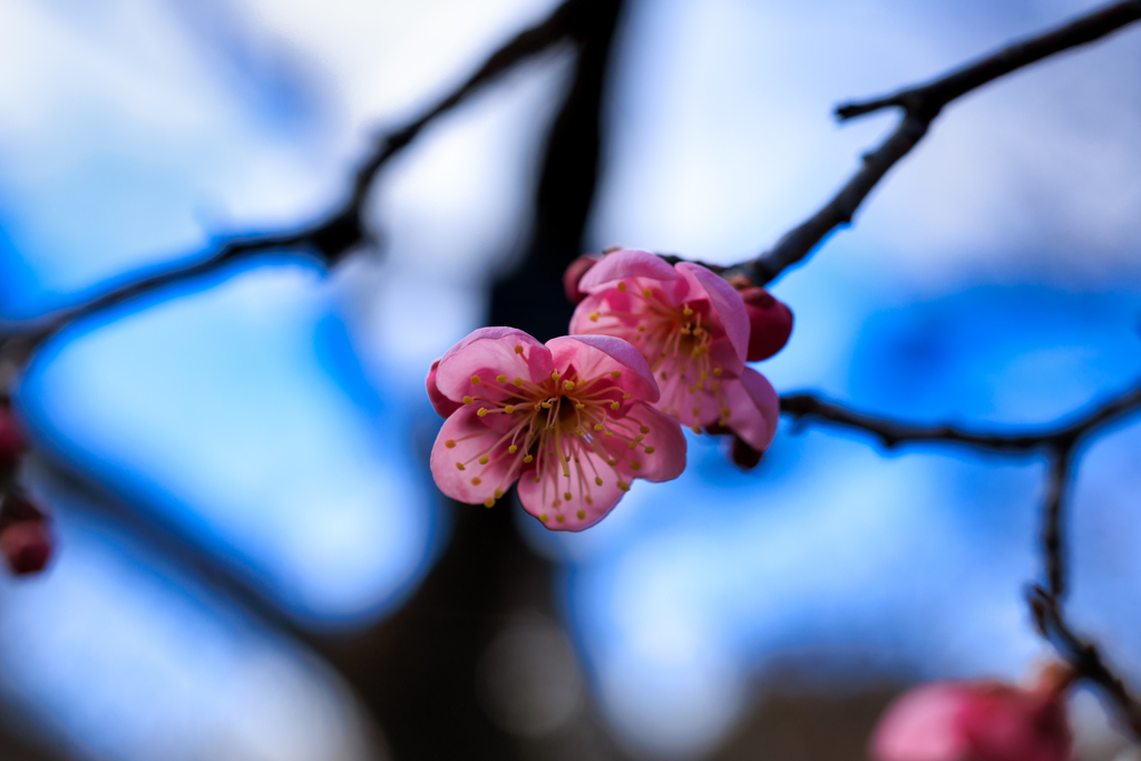 【フォトログ】昭和記念公園-4