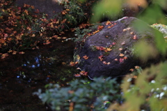 晩秋、