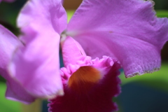梅雨明けの神代植物公園４