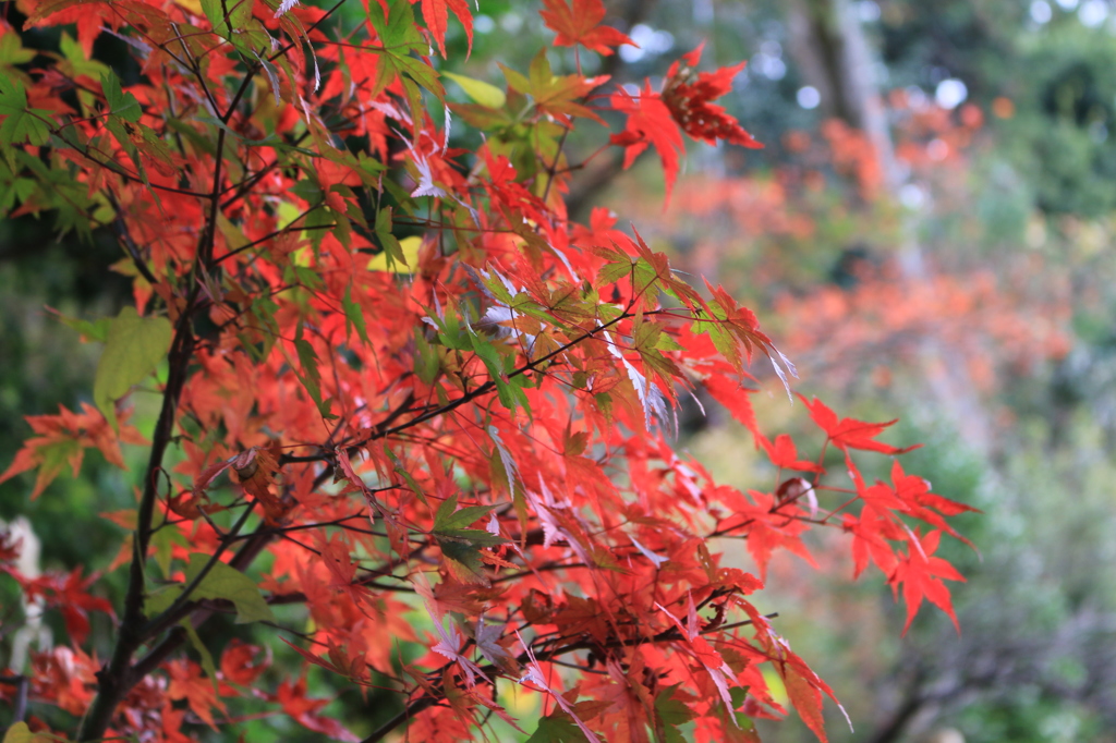 紅葉の高尾