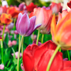 【フォトログ】昭和記念公園のチューリップ-7