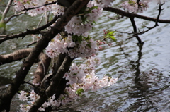 水辺の桜