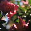 【フォトログ】昭和記念公園-4