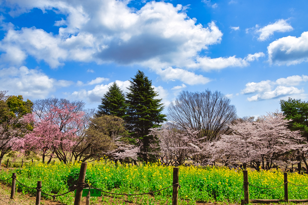 【フォトログ】航空公園の桜-1