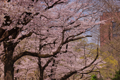 【フォトログ】航空公園の桜-4