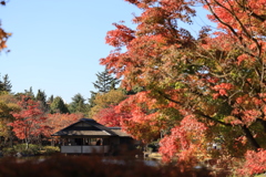 郷の秋