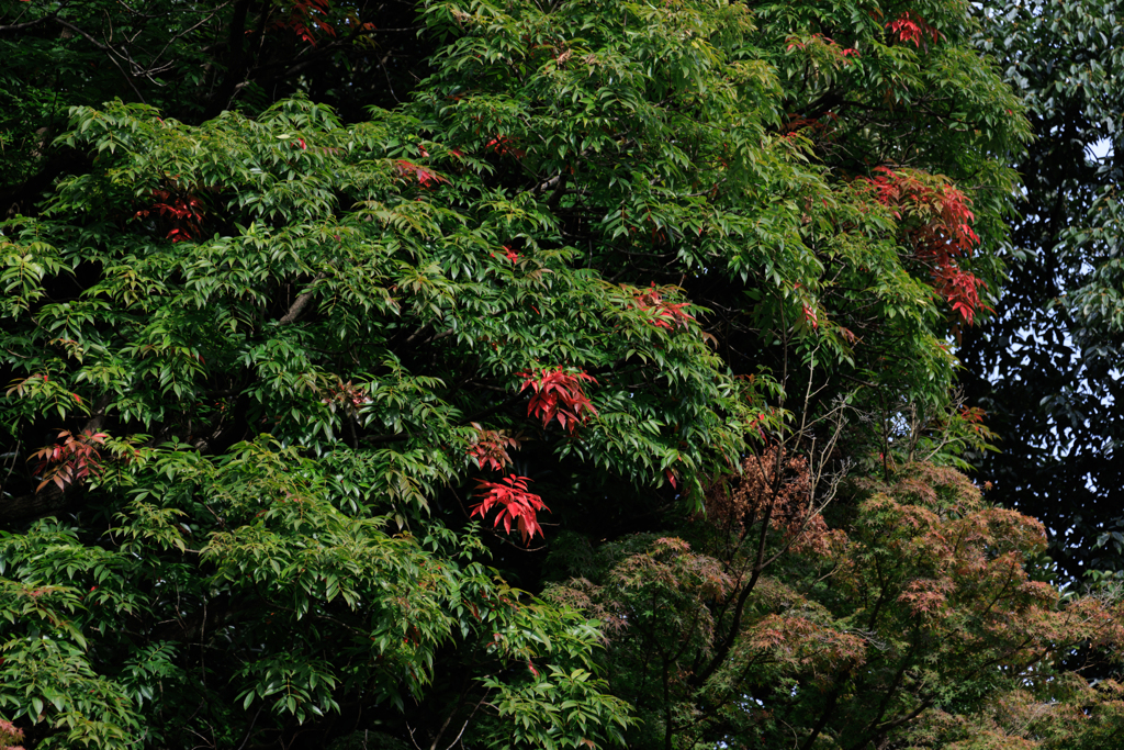 【フォトログ】小石川後楽園の紅葉-3