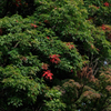 【フォトログ】小石川後楽園の紅葉-3