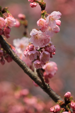 春の色 春の色