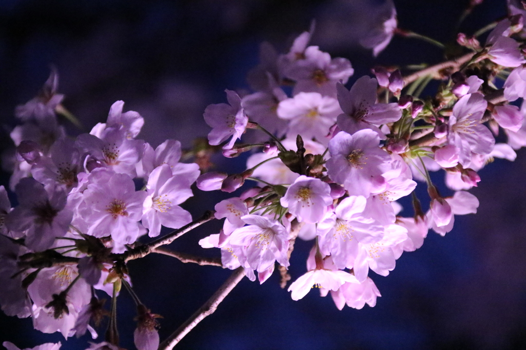 盛りの夜