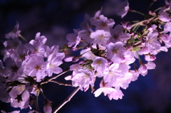 盛りの夜