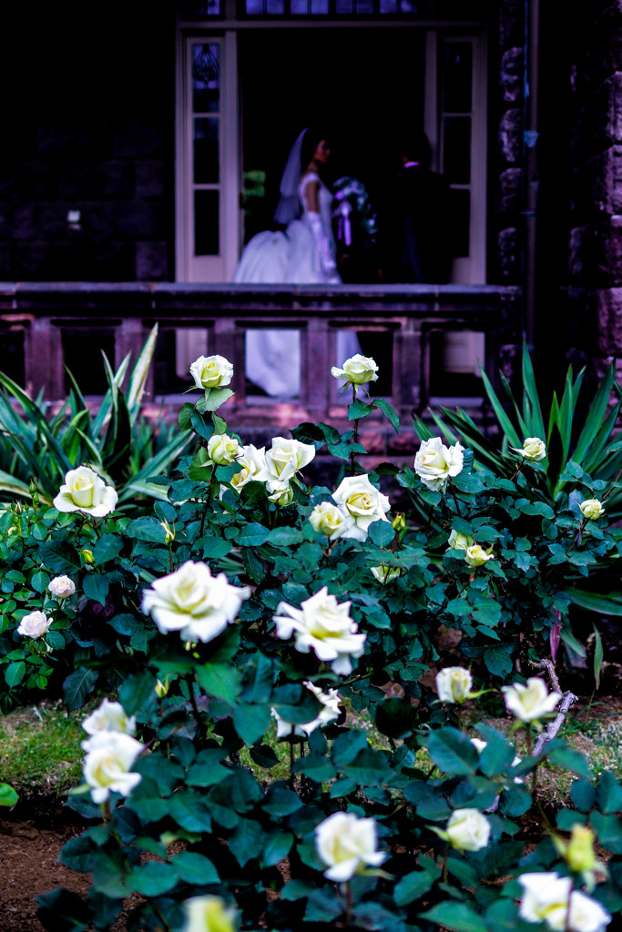 Happy wedding white rose !!