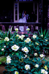 Happy wedding white rose !!