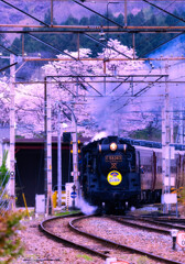 桜の里を行く