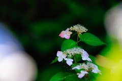 【フォトログ】小石川後楽園・紫陽花