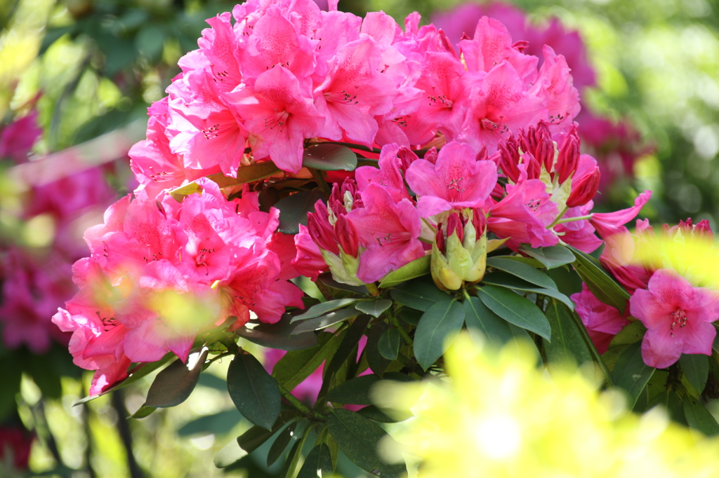 旧芝離宮恩賜庭園の春８