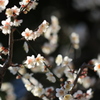 隅田公園から春の便り