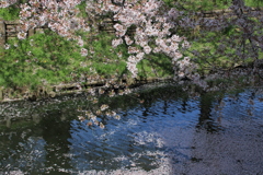 川越の春（2）