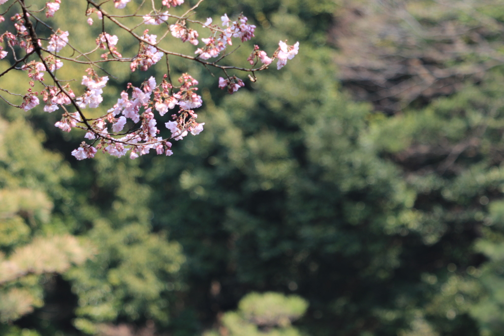 桜の咲く風景