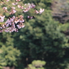 桜の咲く風景