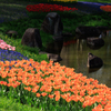 【フォトログ】昭和記念公園のチューリップ-8