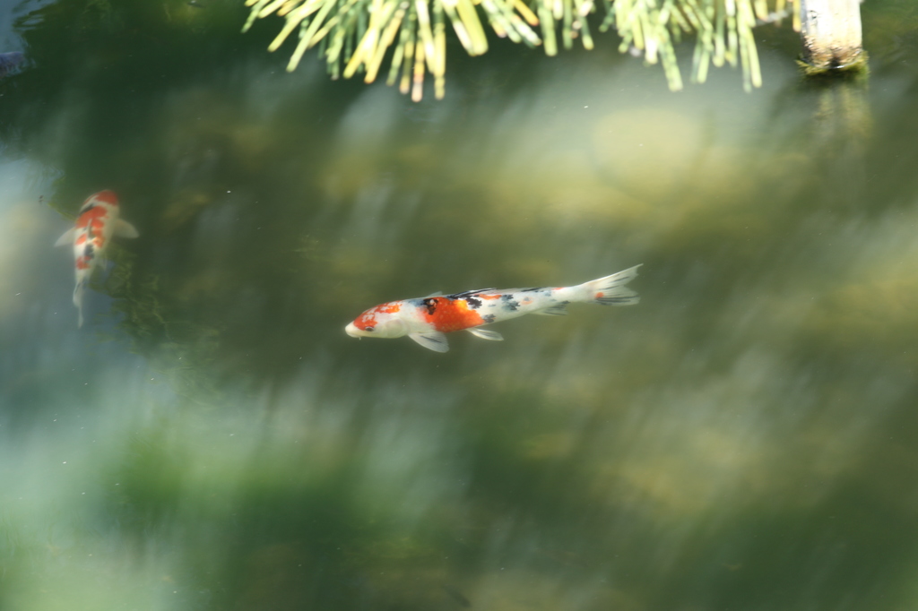 旧芝離宮恩賜庭園の春３
