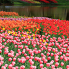 【フォトログ】昭和記念公園のチューリップ-5
