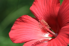 花たちの夏９