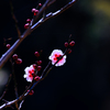 【フォトログ】梅の公園-10