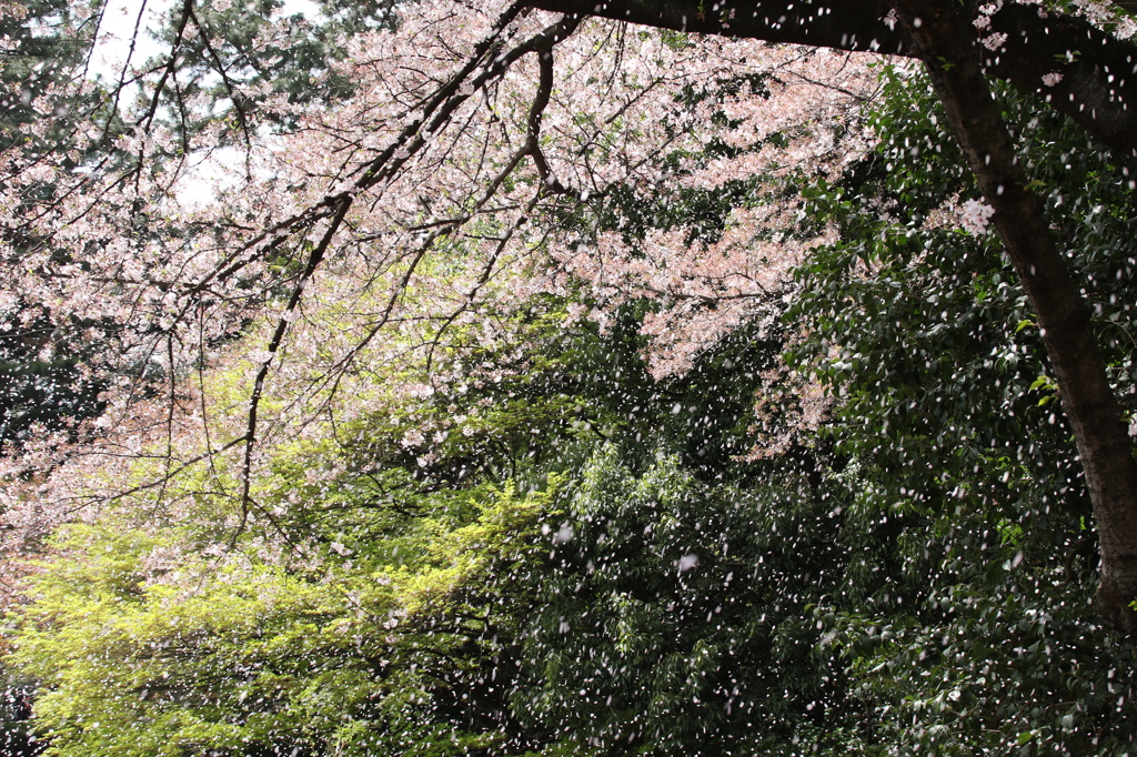 桜吹雪