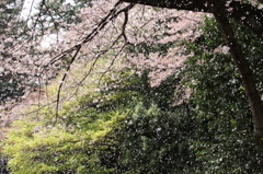 桜吹雪
