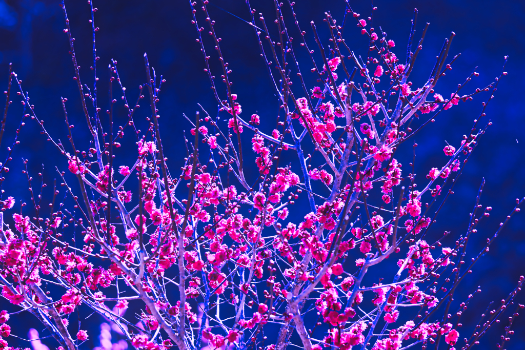 【フォトログ】梅の公園-5