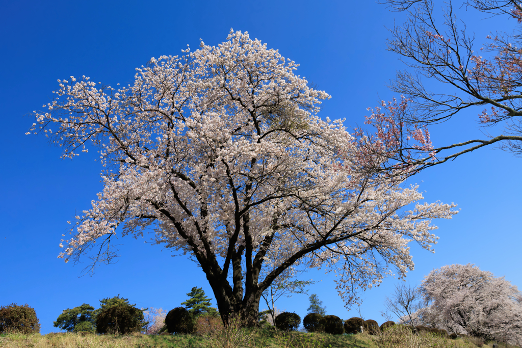 【フォトログ】荒神山スポーツ公園-1