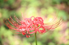 彼岸花