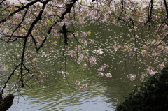 涼やかに