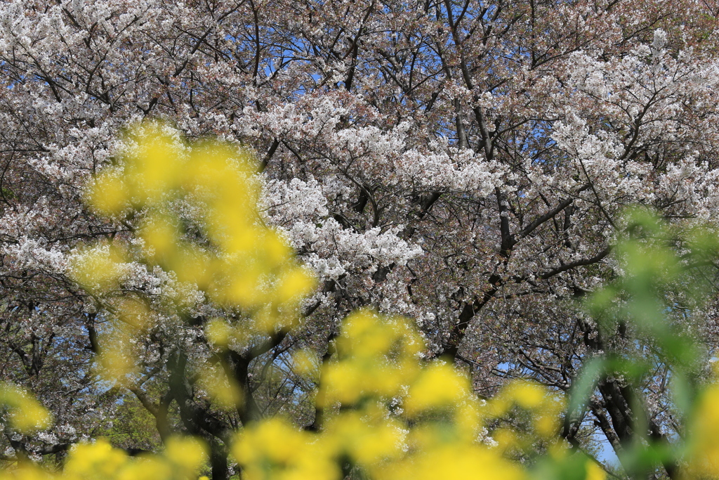 行く春、来る春