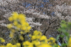 行く春、来る春 行く春、来る春