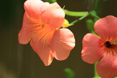 花たちの夏８