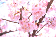 【フォトログ】まつだ桜まつり-5