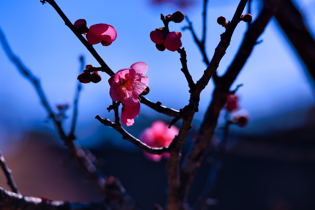 【フォトログ】梅の公園-3