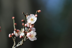かんざし